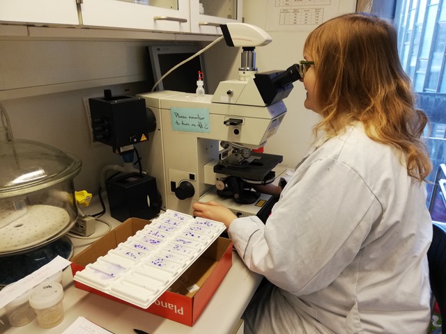 Sophie mikroskoperer tværsnit af pindsvins kæbeknogler for at aldersbestemme dem. 